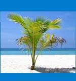 Virtually Sorted Holiday